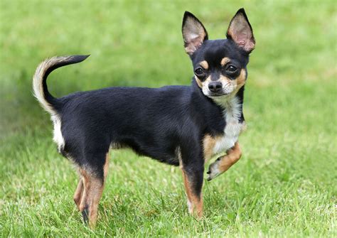 types of chihuahua dogs pictures.